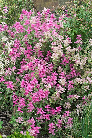 SALVIA_VIRIDIS_VAR_COMATA_PINKSINGLE_COLOUR