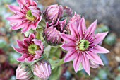 SEMPERVIVUM ARACHNOIDEUM