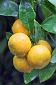 CITRUS RETICULATA CLEMENTINE