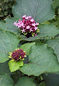 CLERODENDRUM BUNGEI