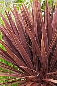 CORDYLINE AUSTRALIS ROYAL STAR