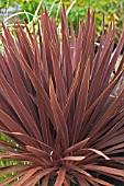 CORDYLINE AUSTRALIS ROYAL STAR