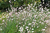 GAURA LINDHERIMERI