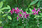 LESPEDEZA THUNBERGII