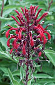 LOBELIA TUPA