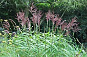 MISCANTHUS SINENSIS AUGUSTFEDER