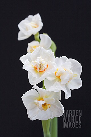 NARCISSUS_BRIDAL_CROWN