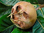 MEDLAR FRUIT (MESPILUS GERMANICA)