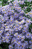 ASTER X FRIKARTII MONCH