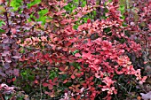 BERBERIS THUNBERGII STARBURST