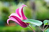 CLEMATIS TEXENSIS PRINCESS DIANA