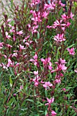 GAURA SISKIYOU PINK