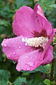 HIBISCUS MAUVE QUEEN