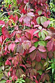 PARTHENOCISSUS QUINQUEFOLIA