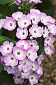 PHLOX FLAME MIX