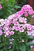 PHLOX PINK RED-EYE FLAME