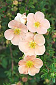 POTENTILLA PINK FORM