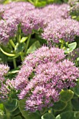 SEDUM SPECTABILE BRILLIANT