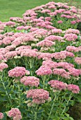 SEDUM SPECTABILE, ICE-PLANT, HARDY PERENNIAL, AUGUST