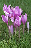 COLCHICUM AUTUMNALE