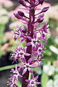 EUCOMIS JOY PURPLE