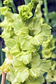 GLADIOLUS GREEN STAR