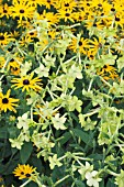 NICOTIANA LIME GREEN & RUDBECKIA GOLDSTRUM