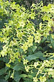 NICOTIANA LIME GREEN