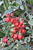 ROSA GLAUCA