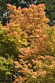 ACER PALMATUM SANGO-KAKU