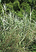 ARUNDO DONAX VAR. VERSICOLOR