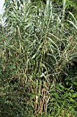 ARUNDO DONAX VAR. VERSICOLOR