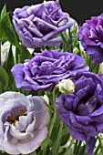 EUSTOMA GRANDIFLORA MARIACHI BLUE