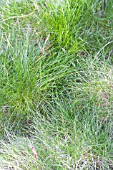 FESTUCA GAUTIERI