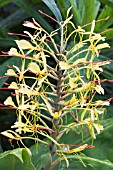 HEDYCHIUM GARDNERIANUM