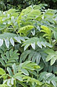 MELIANTHUS MAJOR