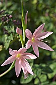 SCHIZOSTYLIS VISCOUNTESS BYNG