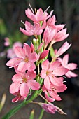 SCHIZOSTYLIS COCCINEA FENLAND DAYBREAK