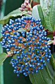 VIBURNUM DAVIDII