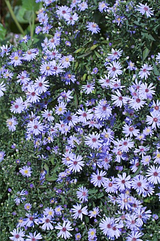 ASTER_LITTLE_CARLOW