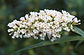 BUDDLEJA WHITE CLOUD