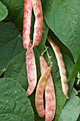 PHASEOLUS VULGARIS RED & WHITE, BEANS