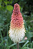 KNIPHOFIA CAULESCENS