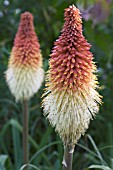 KNIPHOFIA CAULESCENS, RED HOT POKER, HARDY PERENNIAL, SEPTEMBER