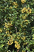 MALUS GOLDEN HORNET