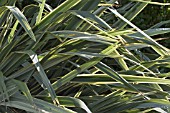 PHORMIUM TENAX VARIEGATUM