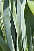 PHORMIUM TENAX