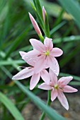 SCHIZOSTYLIS VISCOUNTESS BYNG