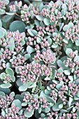 SEDUM CAUTICOLA COCA-COLA