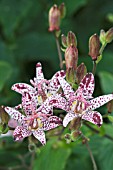TRICYRTIS HIRTA MIYAZAKI
